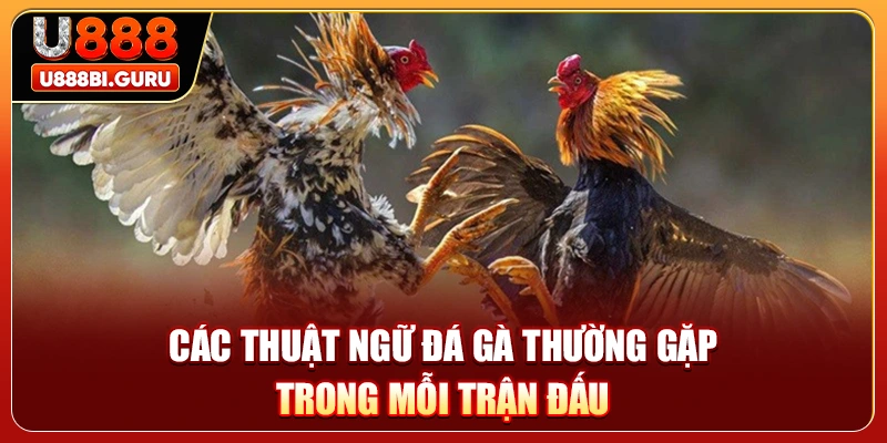 Các thuật ngữ đá gà thường gặp trong mỗi trận đấu